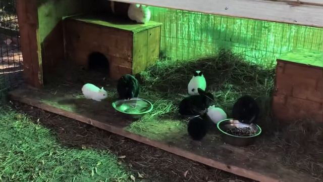 Приглашаем на экскурсии в Мир миниатюрных лошадей! Один день на ферме мини-лошадок в г.Лыткарино МО смотреть онлайн