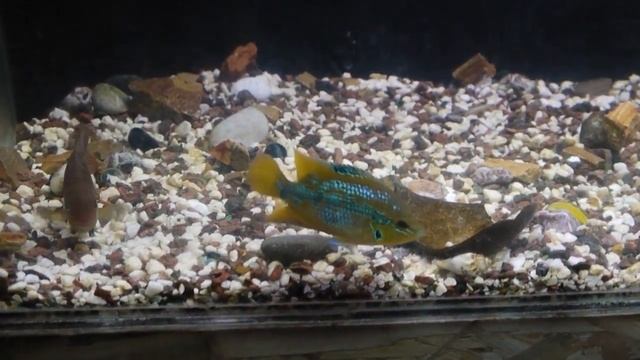 самцы сальвини и сэджика