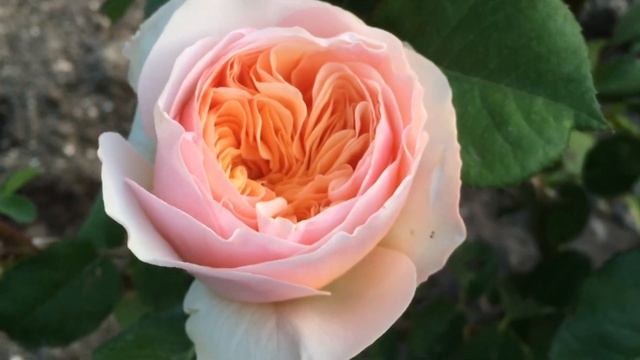 Английская роза Джульетта (Juliet Rose )