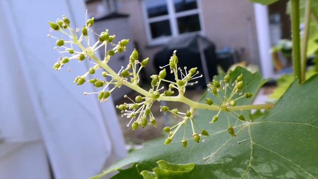 Panasonic Lumix TZ80   VIDEOTEST