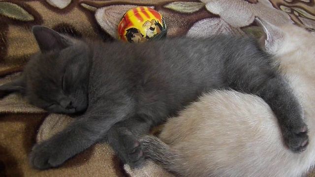 СПОКОЙНОЙ НОЧИ Яна от котеек смотреть онлайн