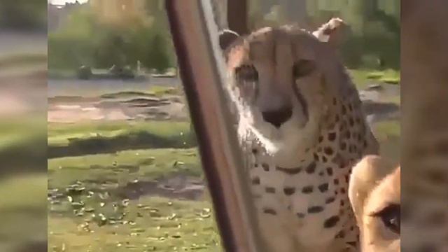 Мяуканье гепардов.