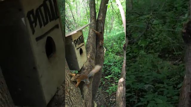 Брачный сезон у белок смотреть онлайн
