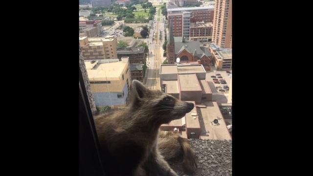 Полиция задержала пьяного енота | Енот-экстримал (Забавные смешные еноты) 2018 смотреть онлайн