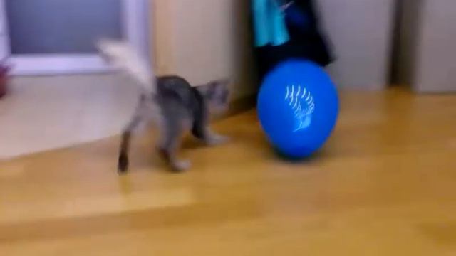 Somali kitten plays with balloon Котенок сомали играет смотреть онлайн