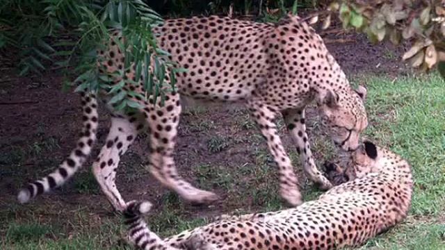 Дикие кошки или кошачье племя 2 смотреть онлайн