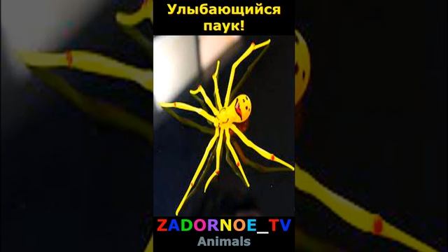 Улыбающийся паук! смотреть онлайн