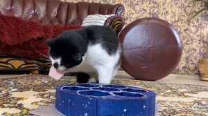 А ну-ка давай-ка Амонг ас 2 серия Предатель среди нас! #амонгас #анукадавайка