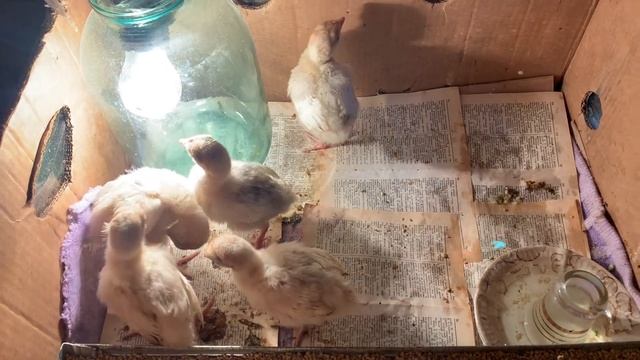 Месячные индюки ! Индюшата От А до Я ! Как выращивать индюшат Биг-6? смотреть онлайн