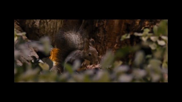 The Twilight Saga: Breaking Dawn - Part 2 - Bella's First Hunt смотреть онлайн