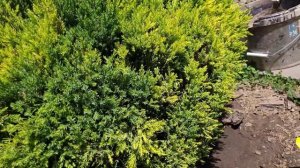 Можжевельники. Весенне - летний уход.Чистка, подкормки, мульчирование.