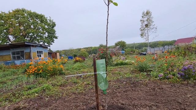 ДАЧА , ПОСАДИЛИ ЯБЛОНИ И АБРИКОСЫ смотреть онлайн