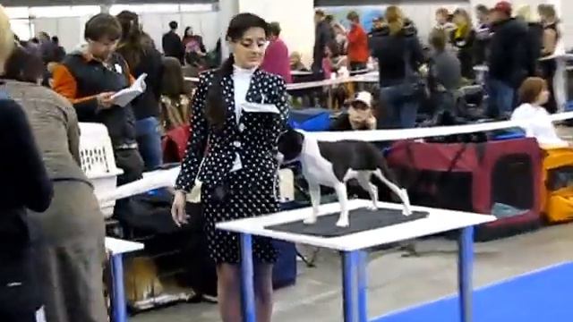 Boston terrier, FCI-CACIB, DARLING-2хChampion Ukraine! :) смотреть онлайн