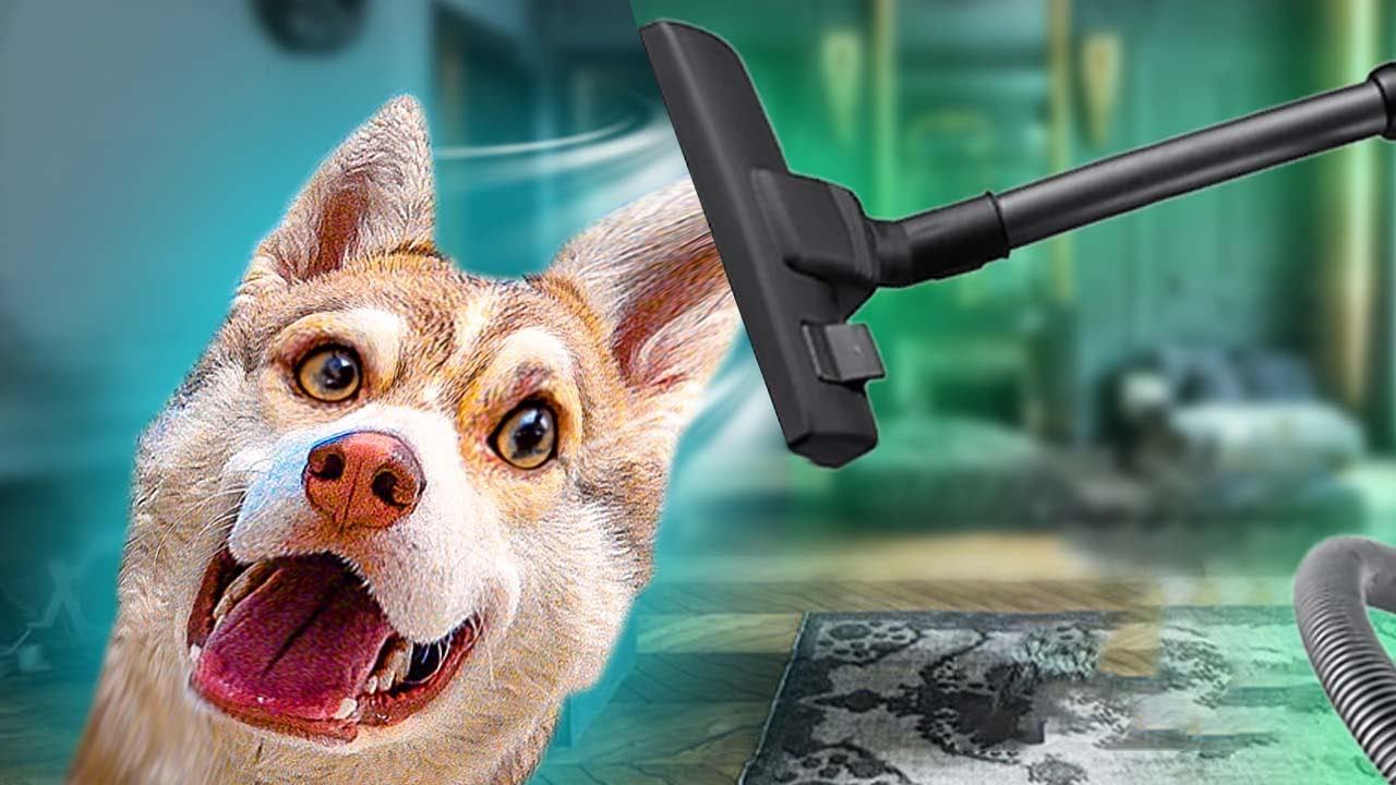 ХАСКИ БУБЛИК ПРОТИВ ПЫЛЕСОСА!! (Mister Booble) Говорящая собака смотреть онлайн