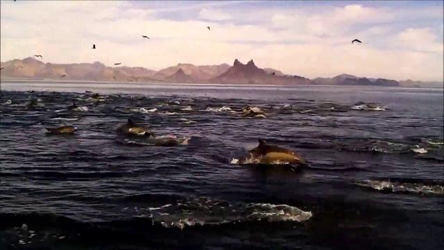 Amazing Dolphin Frenzy in the Sea of Cortez San Carlos, Sonora.  Mexico (HIGHER QUALITY)  303 #1