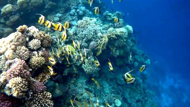 Red sea bannerfish (Heniochus intermedius) school, Красноморская кабуба стая смотреть онлайн