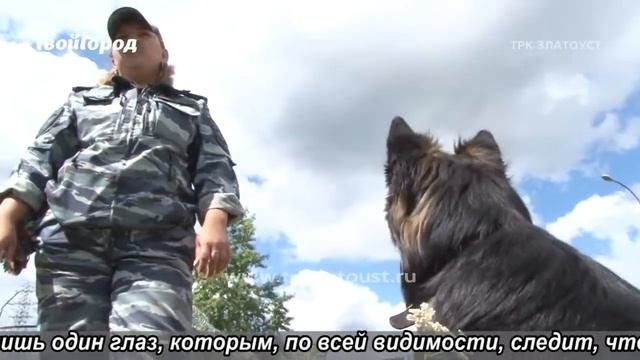 В Златоусте служебные собаки умеют выполнять трюки смотреть онлайн