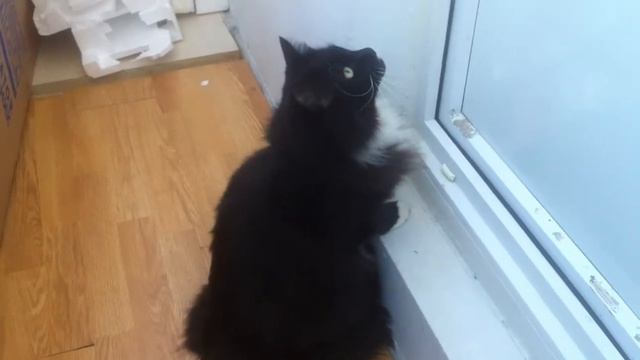 Насяльника открой мене! смотреть онлайн