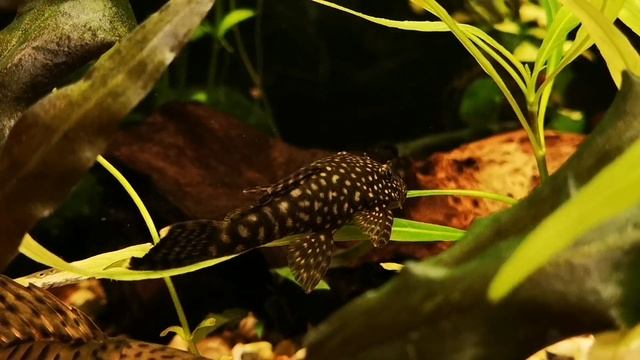 ПЕЦИЛИЯ БАЛЛОН ИЛИ ПЕЦИЛИЯ ДИСКОВАЯ. СОДЕРЖАНИЕ И РАЗВЕДЕНИЕ В АКВАРИУМЕ смотреть онлайн