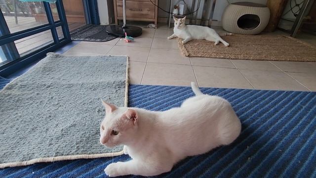 Любимая игрушка — коврик. А с чем ваши коты играют? ? смотреть онлайн