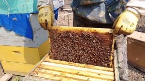 Пчеловождения в 10 рамочных ДАДАН  Пасека