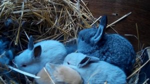 Как правильно  подсаживать крольчат от одной самки к другой.