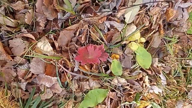 славное море священный Байкал Сибирь Иркутск путешествие по России Листвянка Байкальские горы осень смотреть онлайн