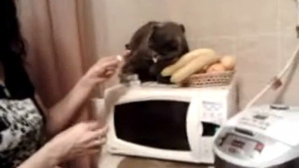 Дикий Сева.Кот бьет хозяйку.