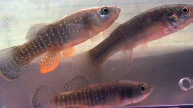 10 ЖИВОТНЫХ, КОТОРЫЕ БЫЛИ В КОСМОСЕ смотреть онлайн