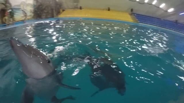 Крутые дельфинчики )))))))))))/ Cool dolphins смотреть онлайн