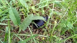 Крымская жужелица. Самый большой жук.