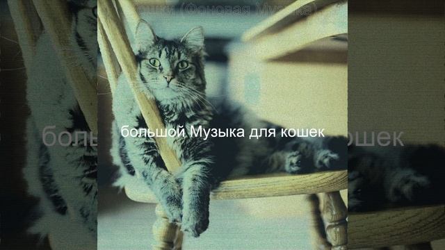 Звуки (Расслабляющие кошки) смотреть онлайн