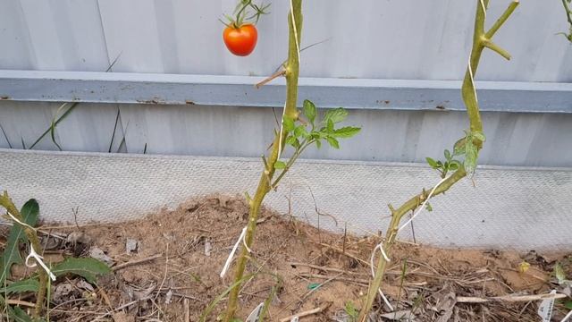 Томат Дамские пальчики - индет версия 09/2022 смотреть онлайн