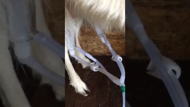 Отзыв/видео обзор о портативном доильном аппарате для коз/овец AGRI: от распаковки до 1й дойки! смотреть онлайн