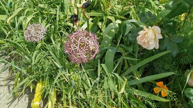 Allium: Cultivation Of Hardy Ornamental Onions, Some Of The Biggest Flowers For Insect Pollinators