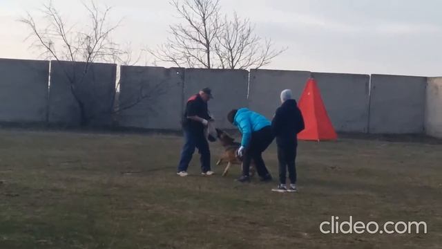 Тренинг по личной охране работают Белла и Рокко Фоксберг смотреть онлайн