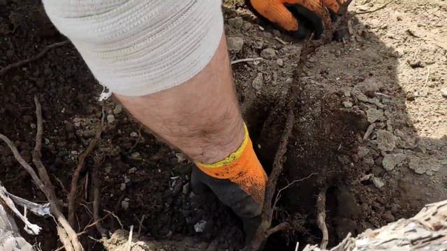 #виноград#советы#виноградарь#ВиноградникСергеяАлексеева Катаровка корінь винограду 🍇 смотреть онлайн