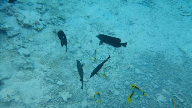 Egypt Sharm el-Sheikh Faraana reef club смотреть онлайн