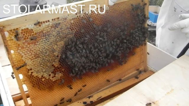 Пчелопакеты из нуклеуса смотреть онлайн