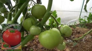 Томат Кроха  удивил/ Томаты детерминантные под плёнкой