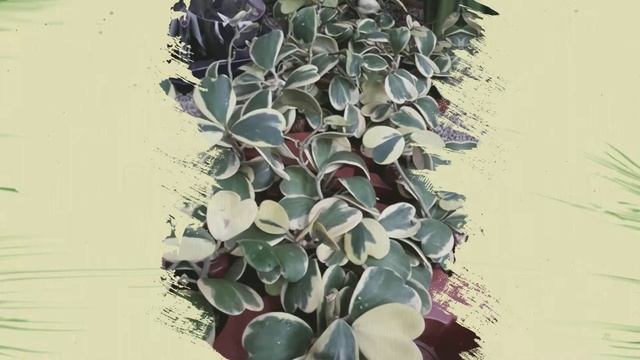 Home Garden Deko - Hoya kerrii variegata смотреть онлайн