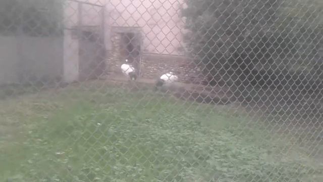 Японский аист. 21 июля 2018 года. Московский зоопарк. смотреть онлайн