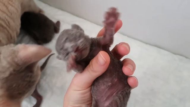 Котята Девон Рекс 01.11.2020
