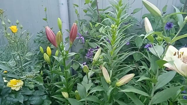 Домашний цветник из Лилий? смотреть онлайн
