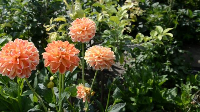 Георгины Aitara Rufus и Hapet Harmony. Dahlia Aitara Rufus And Hapet Harmony