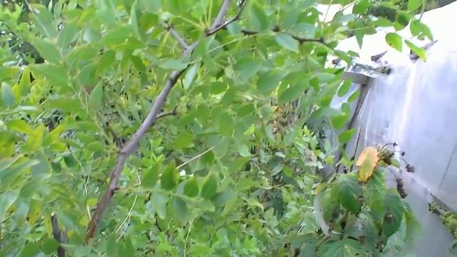 Зизифус Унаби смотреть онлайн
