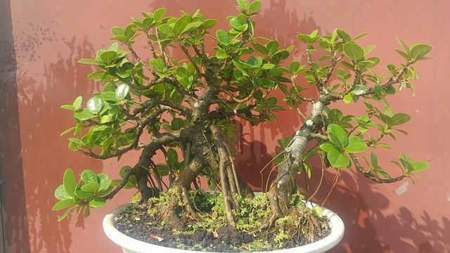 ficus microcarpa bonsai-Ficus is green island-Chinese bot bonsai-Bonsai art#kanvas Creation. смотреть онлайн