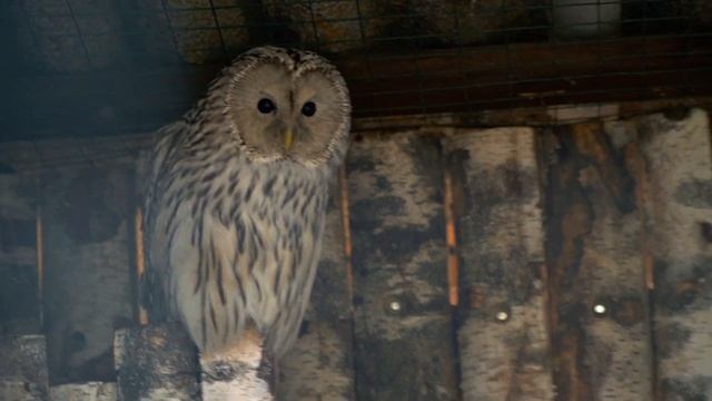 Южный парк птиц Малинки (рядом с г. Шахты) смотреть онлайн