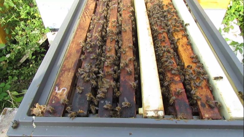 когда обработка от клеща Варроа уже может не помочь от осенней гибели и нужно другое средство для сп смотреть онлайн