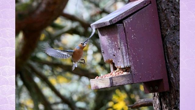 Самая многочисленная птица России смотреть онлайн